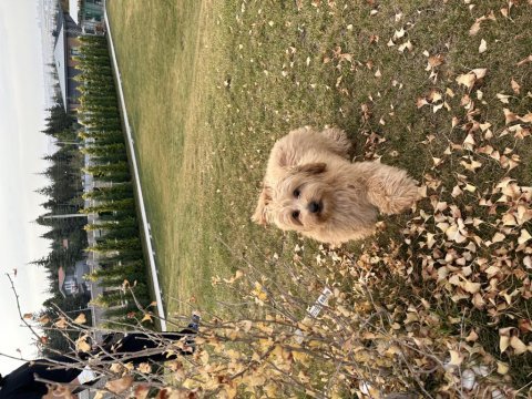 Mocha 5 aylık yavru maltipoo