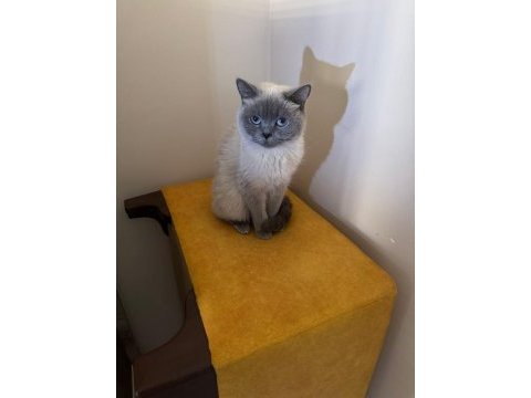 British blue point