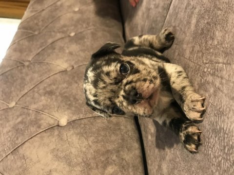 French bulldog yavru 40 günlük
