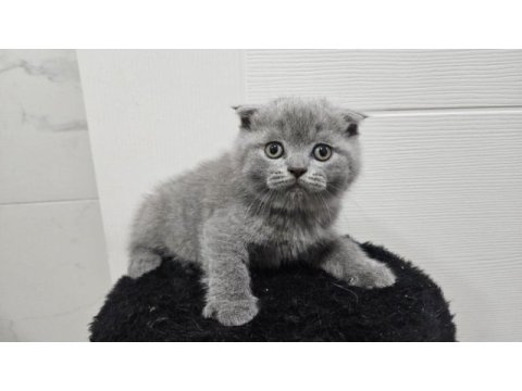 Scottish fold straight 55 günlük yavrular