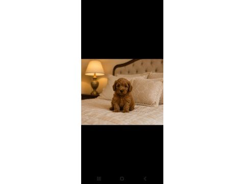 Harika poodle çocuklar