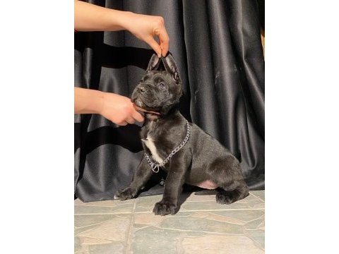 İri yapılı veteriner kontrollü blue ve siyah cane corso