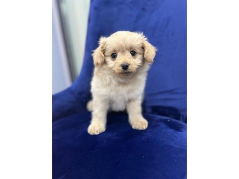 Erkek maltipoo yavrum