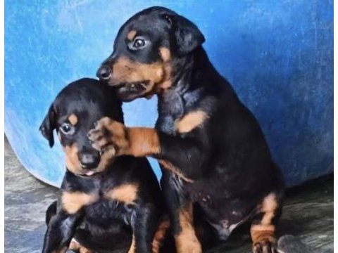 Rezerve açık doberman