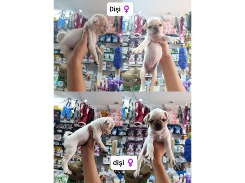 Teslime hazır 50 günlük 8 tane pug yavrular