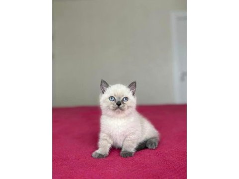 Brıtısh shorthair blue point yavrularım 