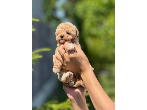 Evinize neşe getirecek teacup maltipoo yavrularımız