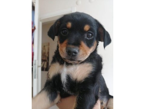 50 günlük dişi pinscher