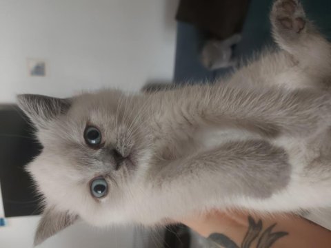 Sevimli british shorthair yavrular