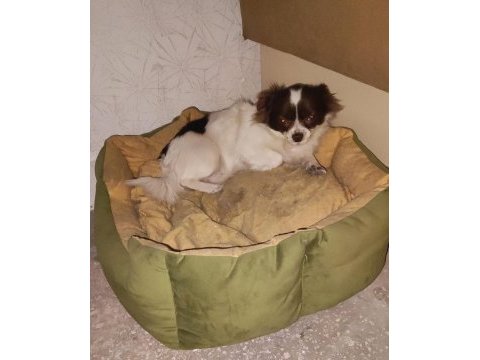 Şivava küçük boy köpeğimiz