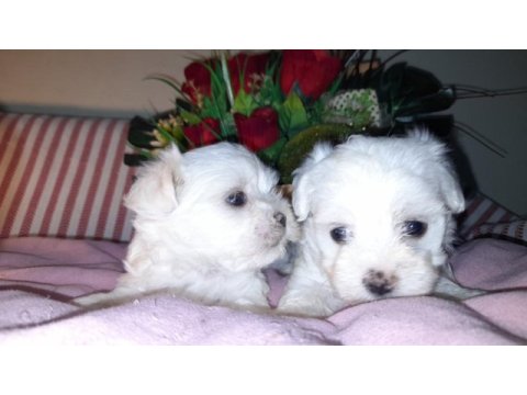 Kore kan maltese bebekler