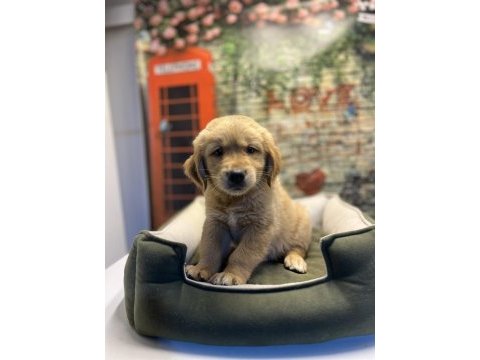 Golden retriever erkek yavrumuz @petclubadanaa