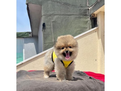 Karbeyaz pomeranian boo