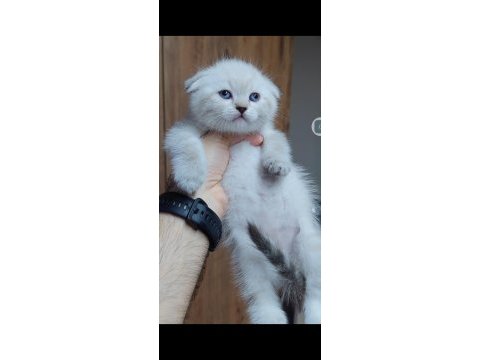 Scottish fold kedisi için ulaşınız