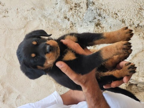 Rottweiler yavrumuz teslime hazır sahiplendirilecektir