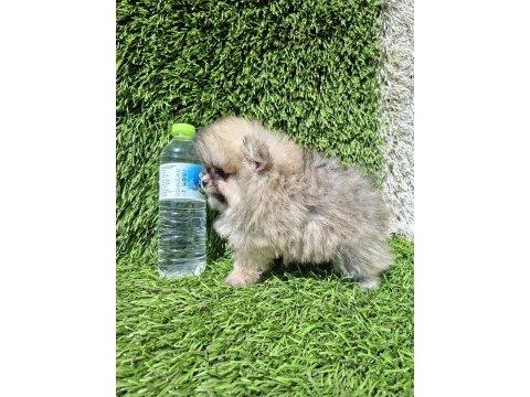 Pomeranian boo yavrular (majyajsız fönsüz)