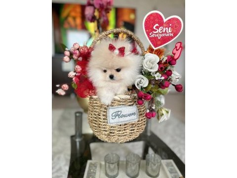 Teacup prenses pomeranian