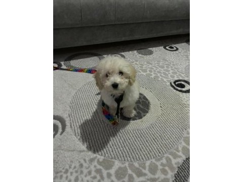 Bebek maltipoo
