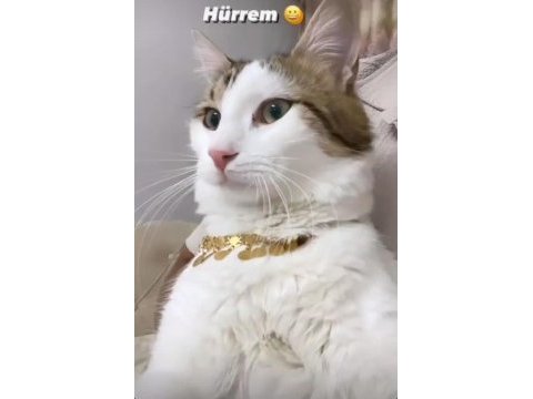 Çok acil yuva norveç orman kedisi