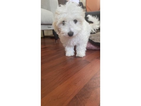 Maltipoo 4 aylık eğitimli