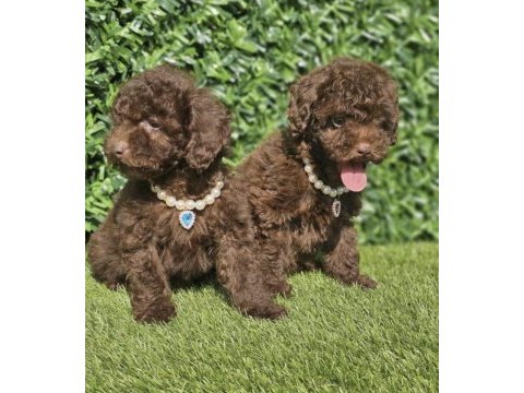 Toy poodle yavrumuz