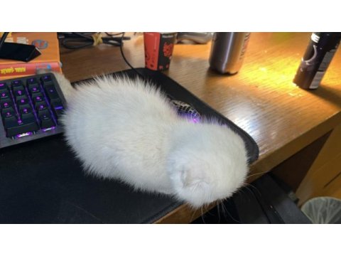 3 aylık mavi gözlü beyaz scottish fold yavrumuz