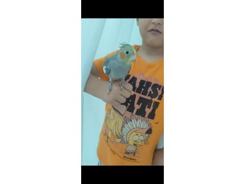 Erkek sultan papağan yavrusu