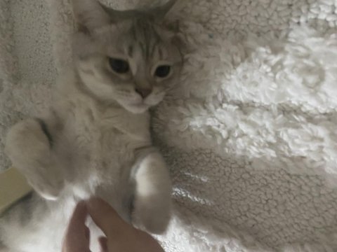 2 tane british shorthair yavrularımız