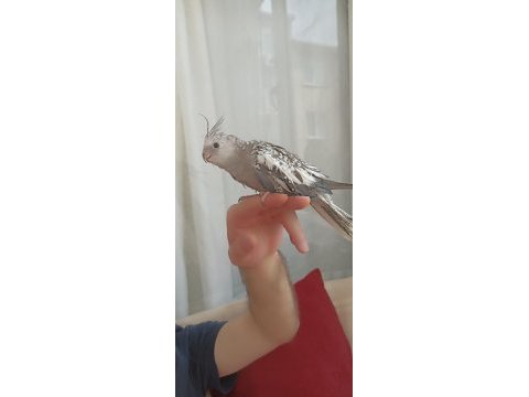 Yeme düşmüş 4 haftalık sultan papağanları