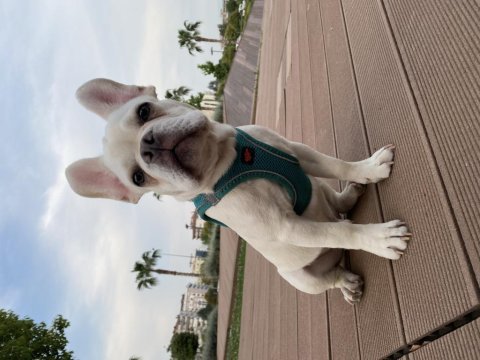 5 allık erkek french bulldog