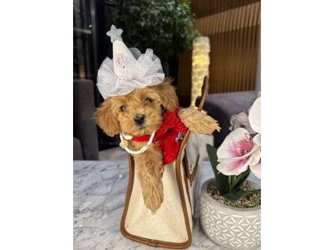Güzel maltipoo kızım mia