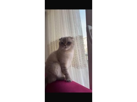 Scottish fold kedimiz ankara
