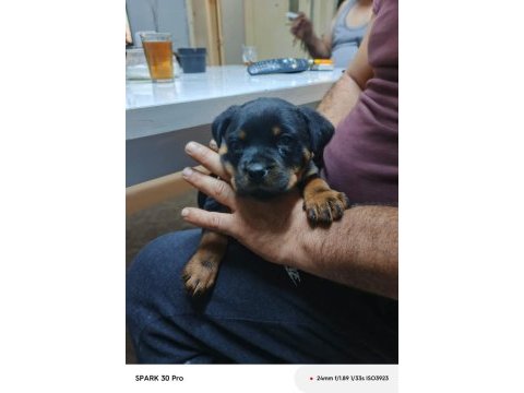 Irk garantili rottweiler yavrular