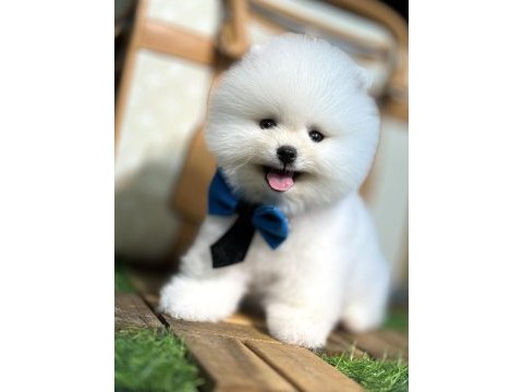 En mini boy pomeranian bebekler