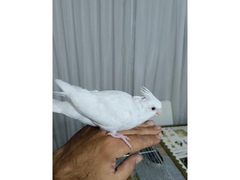 Yavru kartopu sultan papağanları