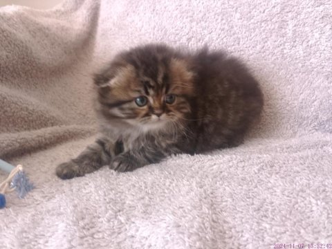 Tatlı bir erkek bebiş scottish fold
