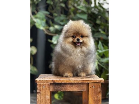 Mersin pomeranian boo yavru