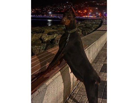 Fcı kıf secereli doberman yavruları