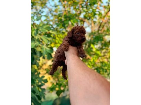 Ankara nın en güzel toy poodle yavruları