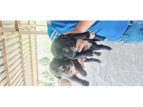 Cane corso orjinal yavrular