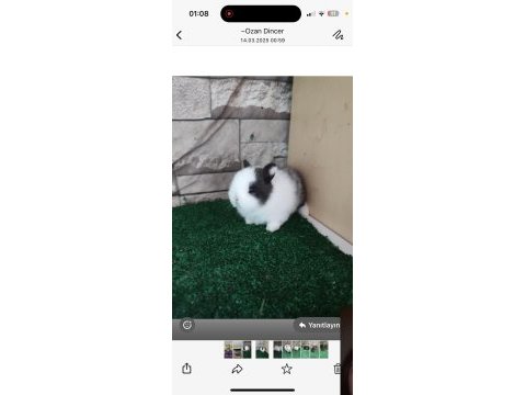 Orjinal cüce tavşan yavruları istanbul