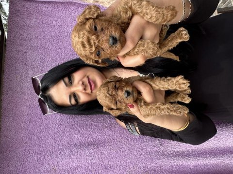 Red brown toy poodle yavrularım
