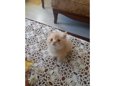 Küçük mü küçük british shorthair pıtırcıklara yuva