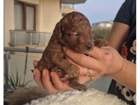 Kaliteli orjinal koyu korekan poodle yavrularımız