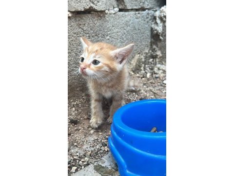 Bir buçuk aylık kediye acil yuva