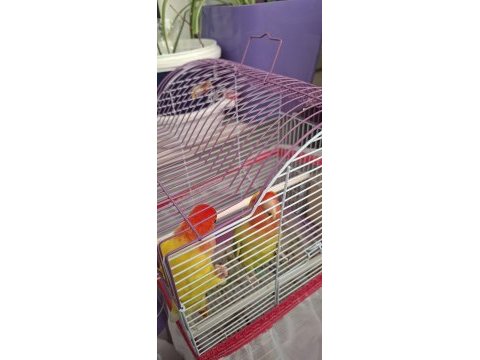 1 erkek 1 dişi sevda papağanı