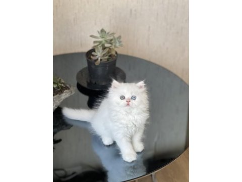 Mükkemmel kalite isteyene british longhair
