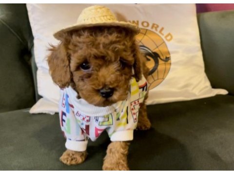 Toy poodle yavrularımız