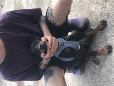 3 aylık yavru doberman