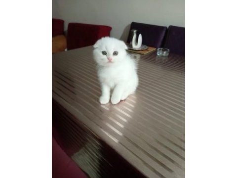 Bir dişi bir erkek scottish fold kardesler